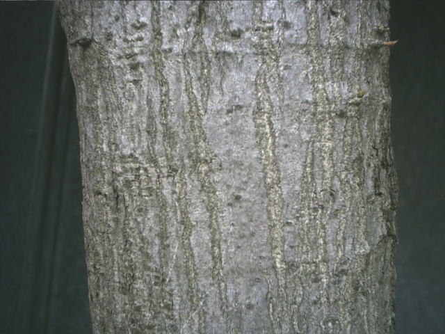 樹皮 で 見分ける 樹木